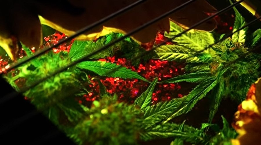 Deftones’ Stephen Carpenter Receives Custom Weed-Themed 8-String Guitar For 4/20 The Mosh Network - Kiesel Guitars weed-infused guitar for Deftones' Stephen Carpenter